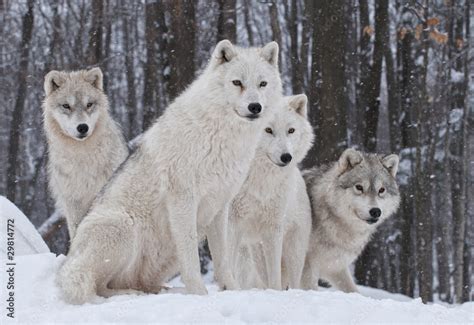 Arctic Wolf Pack Stock Photo | Adobe Stock