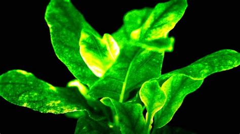 Scientists Create Alien-Looking Bioluminescent Plants Reminiscent of 'Avatar' Jungles