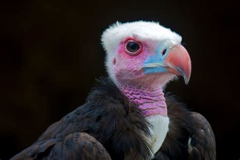 16 of the World's Most Endangered Vulture Species