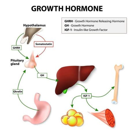 Growth Hormone Therapy | risks, cost, side effects