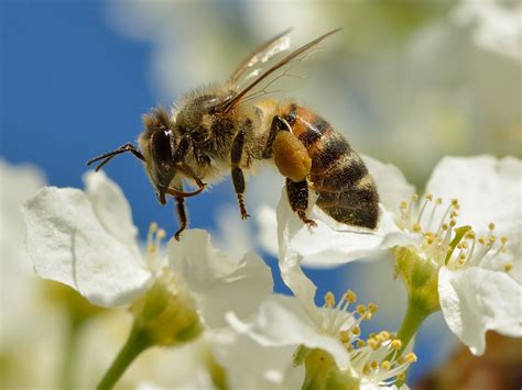 Pollination management - Wikipedia