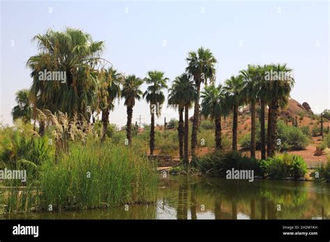 Oasis in the desert Stock Photo - Alamy