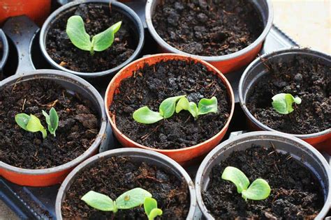 How Long Does It Take to Grow a Pumpkin?