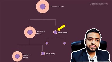 What Is The Fate Of The Polar Bodies In Oogenesis?