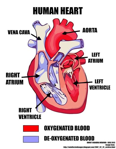 Heart Anatomy Diagram Labeled