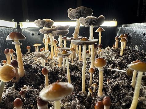 Psilocybin and magic mushrooms: Effects and risks