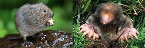 Voles vs. Moles – Which One Is Damaging My Lawn? - AAA Lawn Care