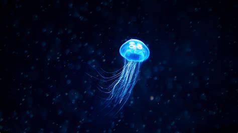 Jellyfish Wallpapers - Top Free Jellyfish Backgrounds - WallpaperAccess