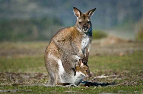 Australia - Wildlife, Ecosystems, Diversity | Britannica