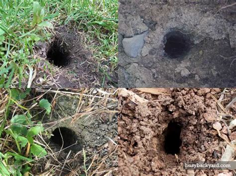 Vole vs Rat Holes: What the Differences Are (w/ Photos)