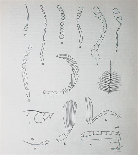 [View 32+] Types Of Insect Antennae Ppt