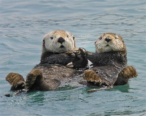 Sea Otter holding hands : r/aww