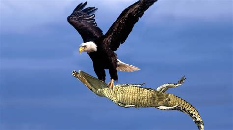 Incredible! Astonishing Encounter: Eagle Seizes Crocodile in Mid-Air – Archaeology 24