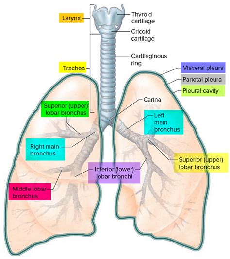 Pleurisy - Causes, Symptoms, Pain, Diagnosis & Treatment