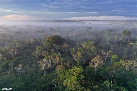 Investing in Amazon Rainforest Conservation: A Foreigner’s Perspective (commentary)