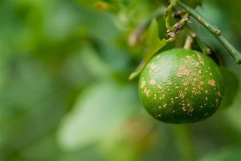 7 Orange Tree Diseases: How to Identify and Treat Them - Minneopa Orchards