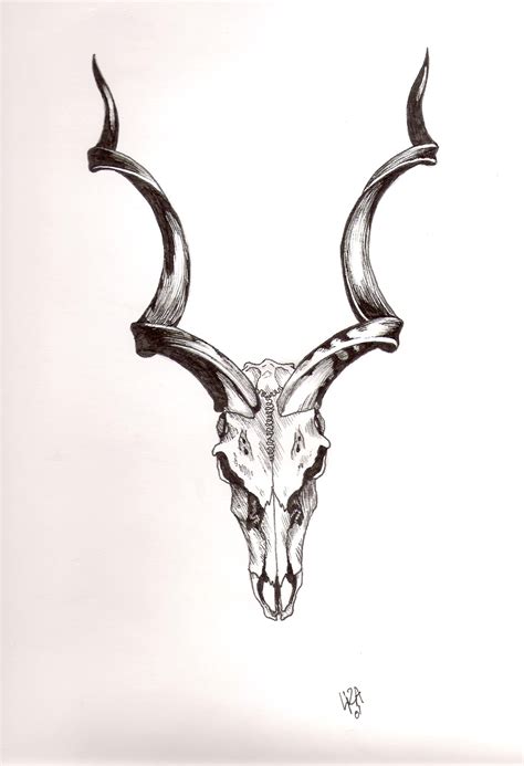 Greater Kudu skull in ink by Woosie on DeviantArt