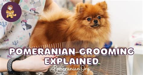 Pomeranian Grooming Explained: Learn How to Groom a Pomeranian Dog