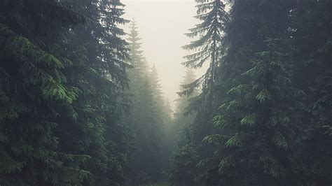 HD wallpaper: green pine tree, trees, forest, Tatra Mountains, Slovakia, mist | Wallpaper Flare