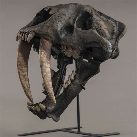 Sabertooth "Tiger" Skull (REPLICA) – SkullStore Inc.