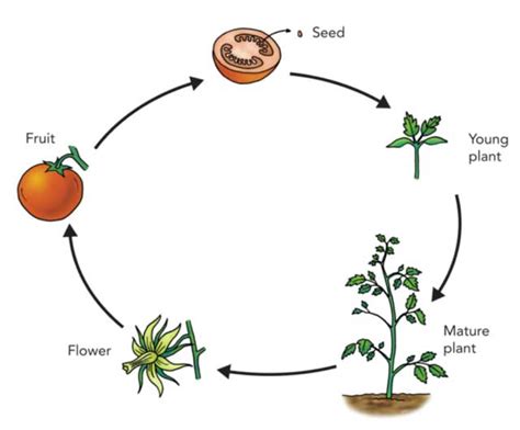 Life Cycle of Plants | 5 Stages + Types + Facts