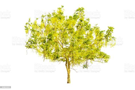 Pohon Kuning Foto Stok - Unduh Gambar Sekarang - Alam, Besar - Deskripsi Fisik, Bunga - iStock