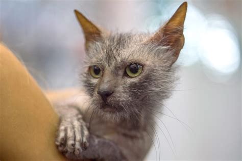 How Much Does a Lykoi Cat Cost? (2024 Price Guide)