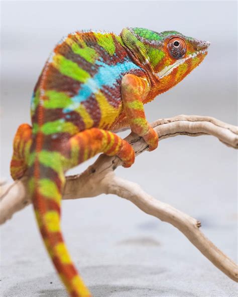 Sambava Panther Chameleon – V Reptiles