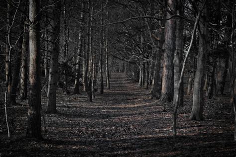 Creepy Forest Wallpaper - WallpaperSafari