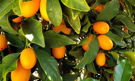 Kumquat Tree Care: How to Grow Kumquats - Epic Gardening