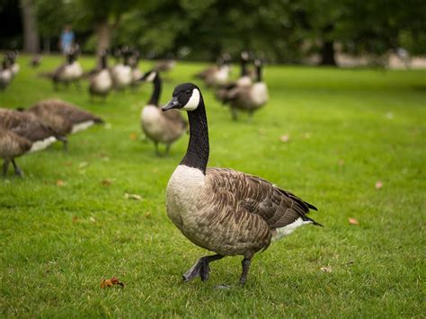 Canada Goose Migration: A Complete Guide | Birdfact