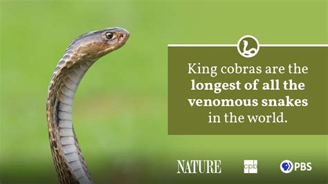 King Cobra Fact Sheet | Blog | Nature | PBS