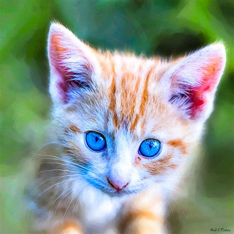 Baby orange tabby cat - fessrainbow