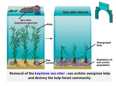 What is a keystone species? + Example