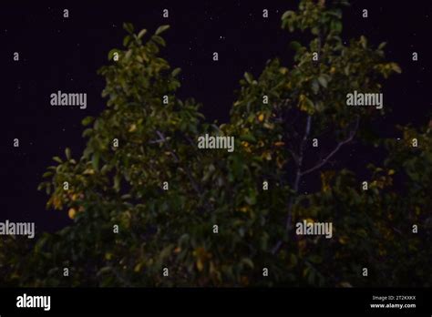 night sky & stars & trees Stock Photo - Alamy