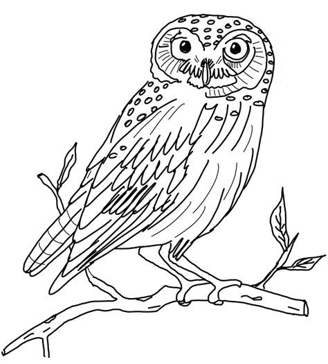 Snowy Owl coloring page - Animals Town - animals color sheet - Snowy Owl printable coloring