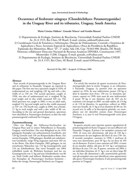 (PDF) Occurrence of freshwater stingrays (Chondrichthyes: Potamotrygonidae) in the Uruguay River ...