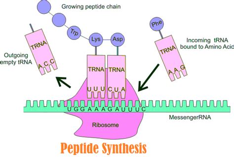 Peptide Synthesis