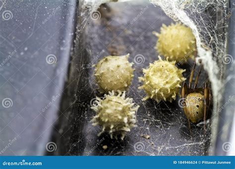 Close Up Brown Widow Spider Latrodectus Geometricus and Nest in Nature ...