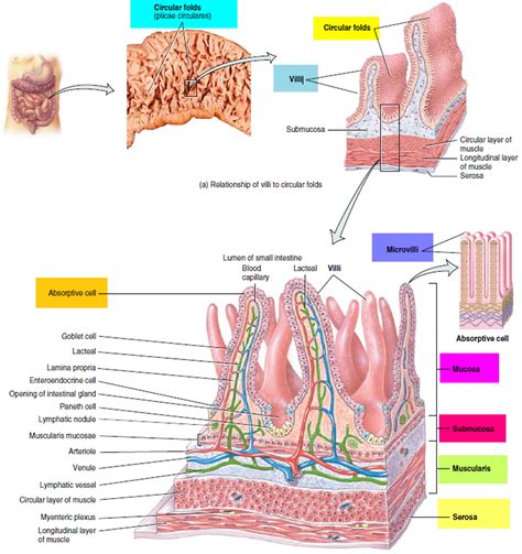 Small Intestine Location, Function, Length and Parts of the Small Intestine