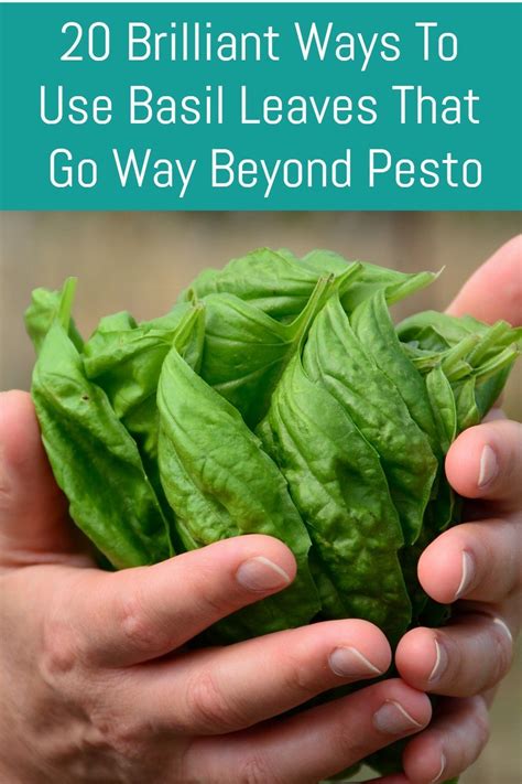 20 Clever Ways To Use Basil Leaves That Goes Way Beyond Pesto | Fresh ...