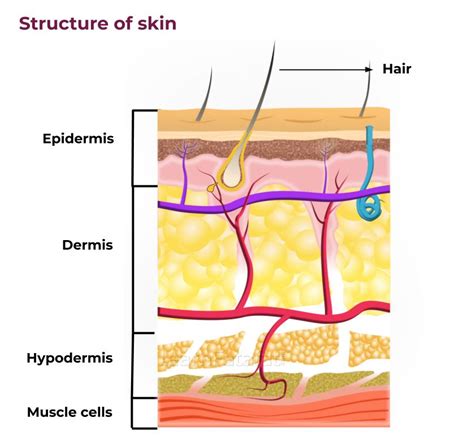 Structure Of Skin | Skin Structure and Function - Textbook simplified in Videos