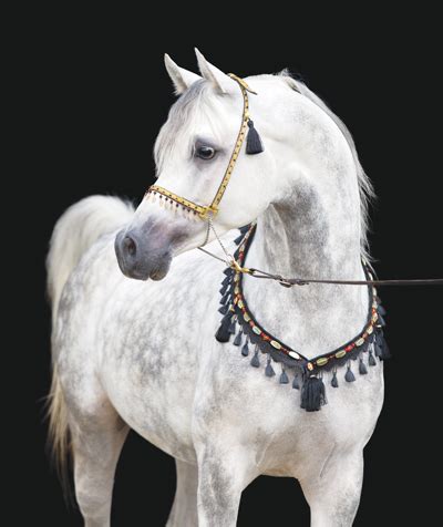 Arabian Horse Breed Spotlight - Young Rider