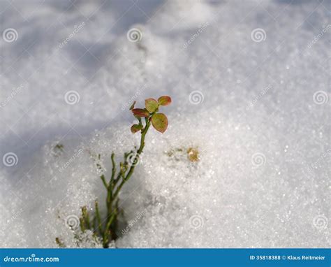 Blueberry bush stock photo. Image of snowy, bush, wintry - 35818388