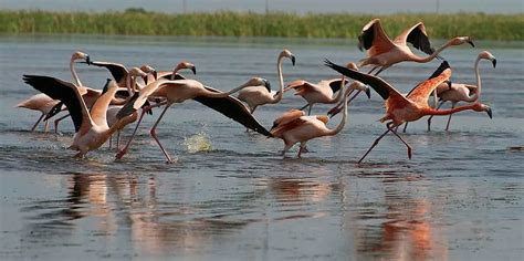 Flamingos in Florida: Back for good? 101 counted in the wild