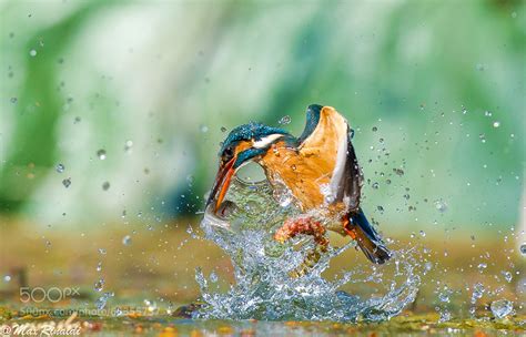 50 Photographs To Tell You Why Wildlife Photography Is The Toughest Of Them All - 121Clicks.com