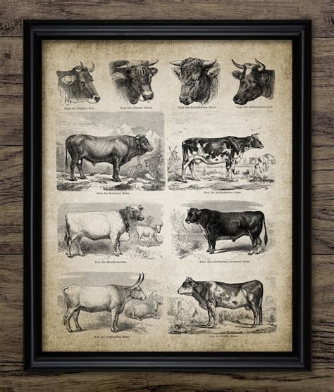 Beef Cattle Ranch Art Antique Cow Breeds Print Cow Breeds Dairy Cattle Poster #3006 INSTANT ...