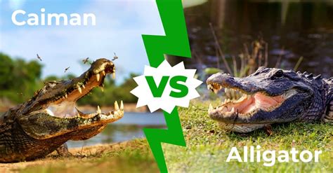 Caiman Alligator Crocodile Difference