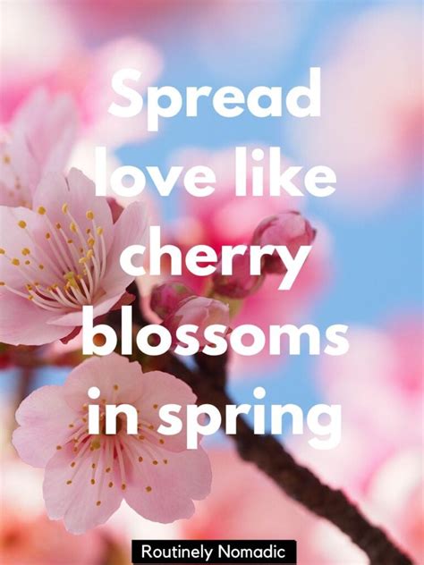 170 Blooming Cherry Blossom Quotes | Routinely Nomadic