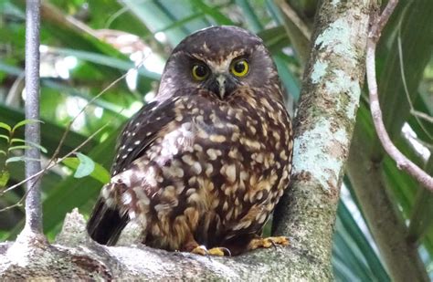 Morepork/ruru: New Zealand native land birds